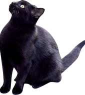 猫たち