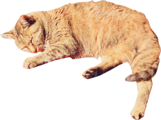 猫たち
