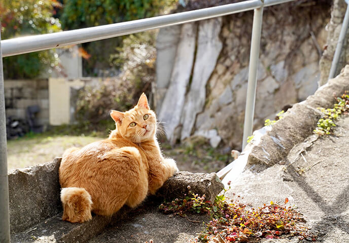  猫の細道
